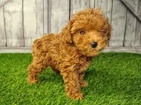 Hugo, a male Cavapoo for sale in Fort Wayne, IN – 3 of 6