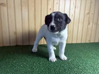 Skip , a male Australian Cattle Dog and Labrador Retriever for sale in Fort Wayne, IN – 4 of 6