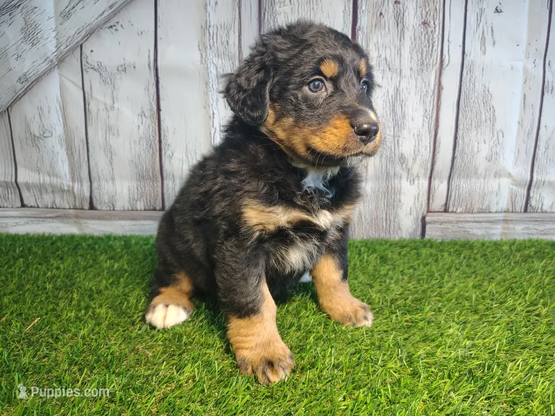 Harper – Australian Shepherd, Bernese Mountain Dog puppy for sale in Fort Wayne, IN