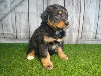 Harper, a female Australian Shepherd and Bernese Mountain Dog for sale in Fort Wayne, IN – 1 of 6