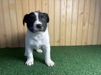 Skip , a male Australian Cattle Dog and Labrador Retriever for sale in Fort Wayne, IN – 3 of 6