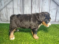 Honey , a female Australian Shepherd and Bernese Mountain Dog for sale in Fort Wayne, IN – 2 of 6