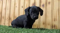 Lettie, a female Miniature Dachshund for sale in Fort Wayne, IN – 2 of 3