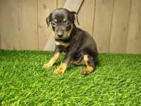 Milo, a male Miniature Pinscher for sale in Fort Wayne, IN – 3 of 4