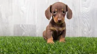 Mandy, a female Miniature Dachshund for sale in Fort Wayne, IN – 4 of 4
