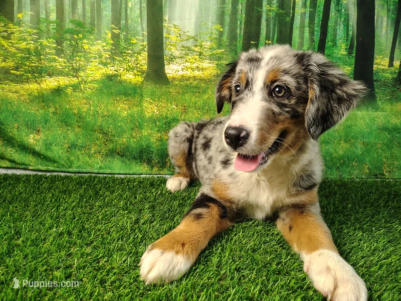 Hope  – Australian Shepherd, Bernese Mountain Dog puppy for sale in Fort Wayne, IN