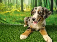 Hope , a female Australian Shepherd and Bernese Mountain Dog for sale in Fort Wayne, IN – 1 of 4