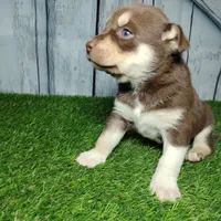 Bentley, a male German Shepherd Dog and Siberian Husky for sale in Fort Wayne, IN – Photo 1 of 4