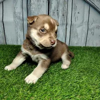 Bentley, a male German Shepherd Dog and Siberian Husky for sale in Fort Wayne, IN – Photo 4 of 4