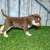 Bentley, a male German Shepherd Dog and Siberian Husky for sale in Fort Wayne, IN – Photo 3 of 4