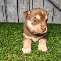 Bentley, a male German Shepherd Dog and Siberian Husky for sale in Fort Wayne, IN – Photo 2 of 4