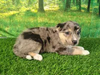 Tia, a female American Bulldog and Australian Shepherd for sale in Fort Wayne, IN – 3 of 3
