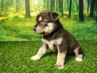 Yogi, a male German Shepherd Dog and Siberian Husky for sale in Fort Wayne, IN – 4 of 4