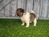 Leo, a male Pomeranian and Poodle - Miniature  for sale in Fort Wayne, IN – 8 of 8