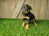 Murphy, a male Miniature Pinscher for sale in Fort Wayne, IN – 3 of 3