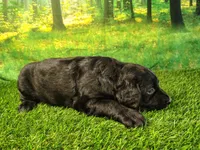 Nellie, a female Golden Retriever and Labrador Retriever for sale in Fort Wayne, IN – 3 of 3