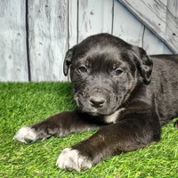 Eli, a male German Shepherd Dog and Labrador Retriever for sale in Fort Wayne, IN – Photo 3 of 3