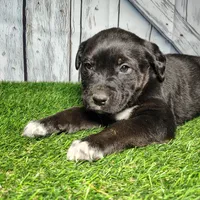 Eli, a male German Shepherd Dog and Labrador Retriever for sale in Fort Wayne, IN – Photo 1 of 3