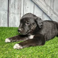 Eli, a male German Shepherd Dog and Labrador Retriever for sale in Fort Wayne, IN – Photo 2 of 3