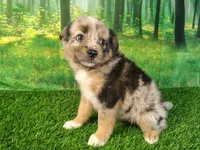 Tank, a male American Bulldog and Australian Shepherd for sale in Fort Wayne, IN – 3 of 5