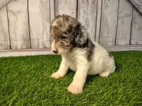Delilah, a female Miniature Goldendoodle for sale in Fort Wayne, IN – 4 of 4