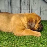 Ember, a female German Shepherd Dog and Labrador Retriever for sale in Fort Wayne, IN – Photo 3 of 4
