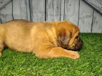 Ember, a female German Shepherd Dog and Labrador Retriever for sale in Fort Wayne, IN – Photo 3 of 4