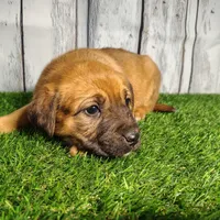 Ember, a female German Shepherd Dog and Labrador Retriever for sale in Fort Wayne, IN – Photo 2 of 4