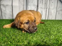 Ember, a female German Shepherd Dog and Labrador Retriever for sale in Fort Wayne, IN – Photo 2 of 4
