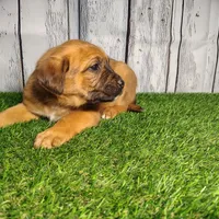 Ember, a female German Shepherd Dog and Labrador Retriever for sale in Fort Wayne, IN – Photo 4 of 4