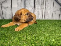 Ember, a female German Shepherd Dog and Labrador Retriever for sale in Fort Wayne, IN – Photo 4 of 4