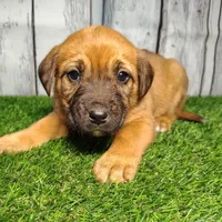 Ember, a female German Shepherd Dog and Labrador Retriever for sale in Fort Wayne, IN – Photo 1 of 4