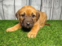 Ember, a female German Shepherd Dog and Labrador Retriever for sale in Fort Wayne, IN – Photo 1 of 4