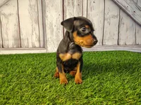 Ava , a female Miniature Pinscher for sale in Fort Wayne, IN – 2 of 6