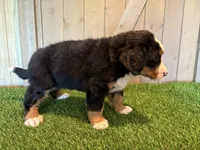 Annie , a female Bernese Mountain Dog for sale in Fort Wayne, IN – 2 of 3