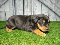Elsie, a female German Shepherd Dog and Labrador Retriever for sale in Fort Wayne, IN – Photo 1 of 3