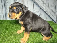 Elsie, a female German Shepherd Dog and Labrador Retriever for sale in Fort Wayne, IN – Photo 3 of 3