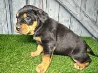 Elsie, a female German Shepherd Dog and Labrador Retriever for sale in Fort Wayne, IN – Photo 2 of 3