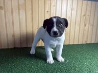 Skip , a male Australian Cattle Dog and Labrador Retriever for sale in Fort Wayne, IN – 2 of 6