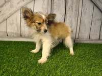 Loki, a male Pomeranian and Poodle - Miniature  for sale in Fort Wayne, IN – 3 of 5