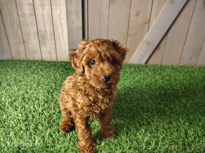 Rusty – Poodle - Toy  puppy for sale in Fort Wayne, IN