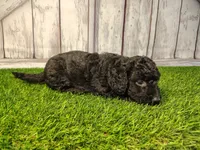 Denver , a male Miniature Goldendoodle for sale in Fort Wayne, IN – 4 of 4