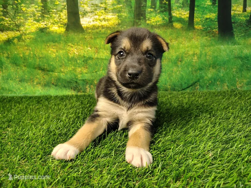 Yasmine – German Shepherd Dog, Siberian Husky puppy for sale in Fort Wayne, IN