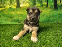 Yasmine, a female German Shepherd Dog and Siberian Husky for sale in Fort Wayne, IN – 1 of 4