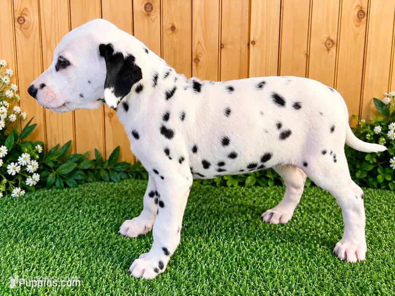 Annalise  – Dalmatian puppy for sale in Fort Wayne, IN