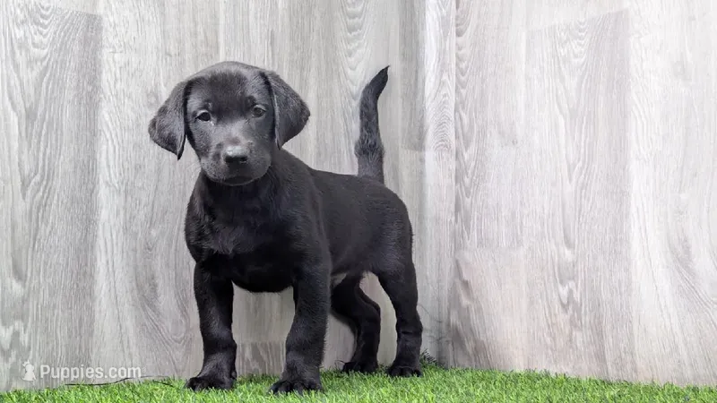 Joey – Labrador Retriever puppy for sale in Fort Wayne, IN