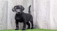 Joey, a male Labrador Retriever for sale in Fort Wayne, IN – 1 of 2