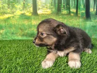Trixie , a female American Bulldog and Australian Shepherd for sale in Fort Wayne, IN – 5 of 5