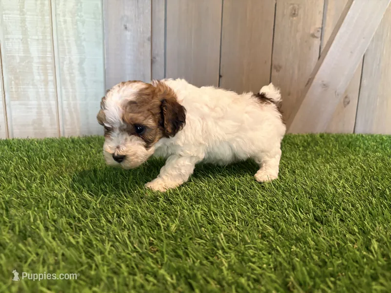 Jagger – Poodle - Toy  puppy for sale in Fort Wayne, IN