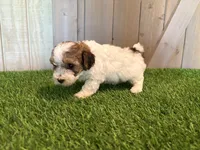 Jagger, a male Poodle - Toy  for sale in Fort Wayne, IN – 1 of 5
